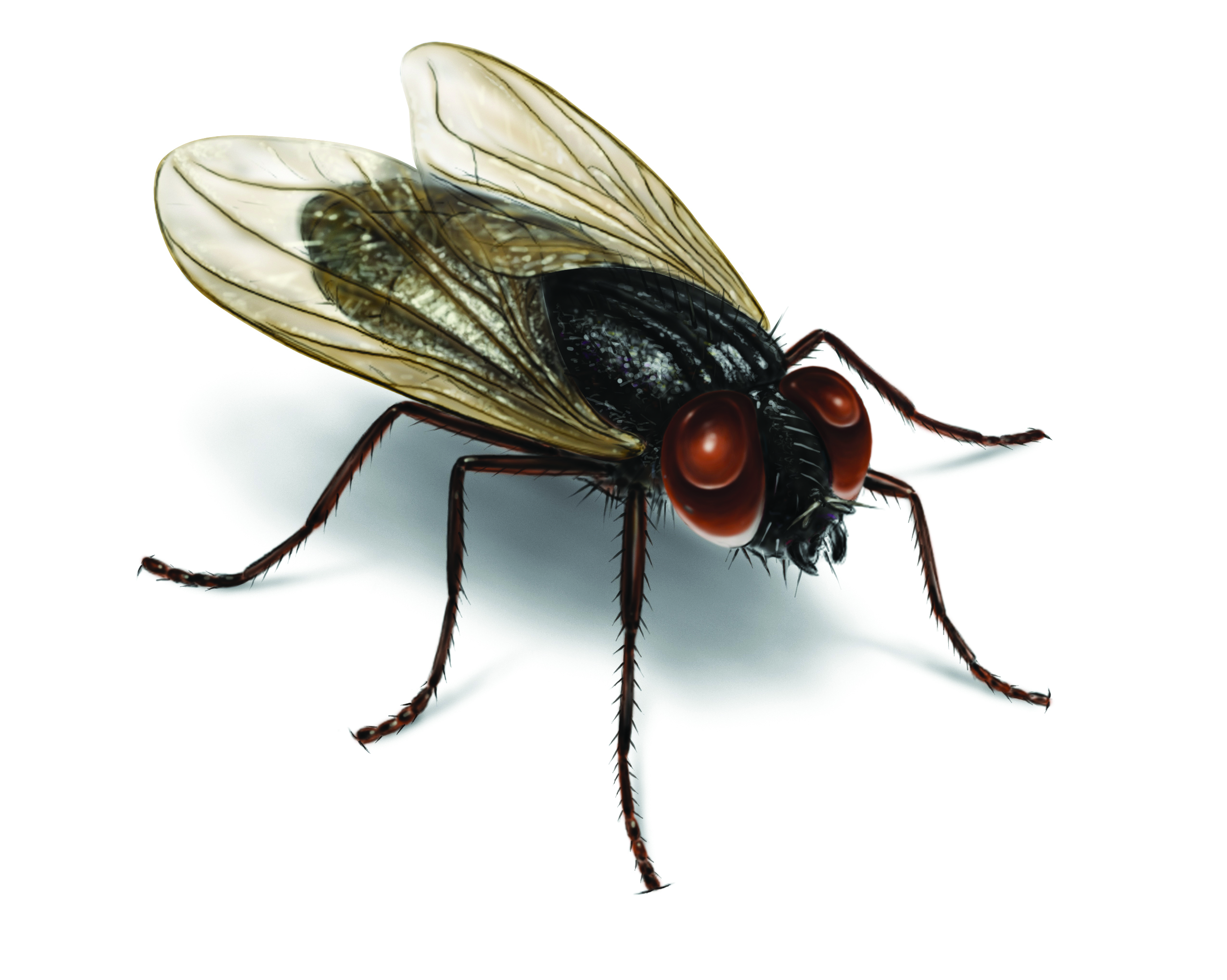 House fly illustration 2550x2037 Vector Control Services