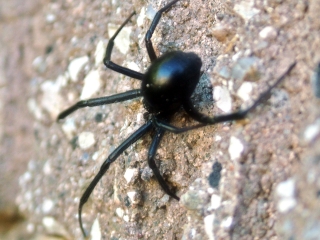 immature western black widow