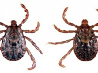 california ticks