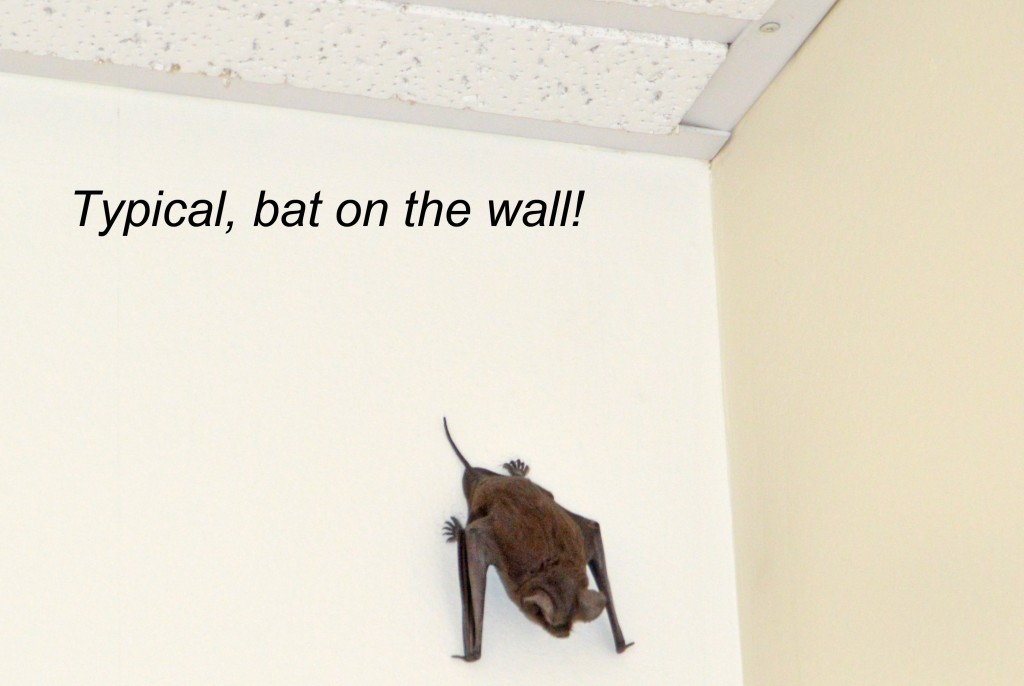 typical bat on the wall Vector Control Services