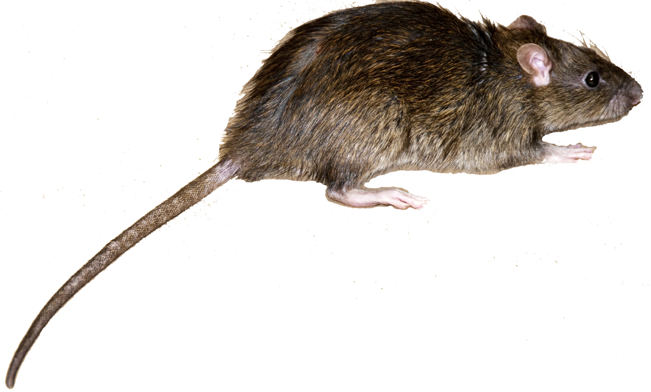 Мышь рост. Мышь бегает. Крыса. Крыса на прозрачном фоне. Крыса без фона.