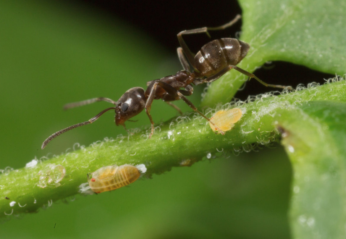 interesting-facts-about-ants-green-pest-services