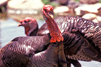 wild-turkey - Vector Control Services