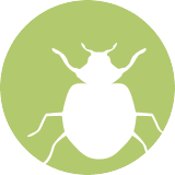 Bedbug Icon
