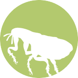 flea icon