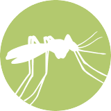 mosquito icon