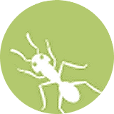 Ant logo