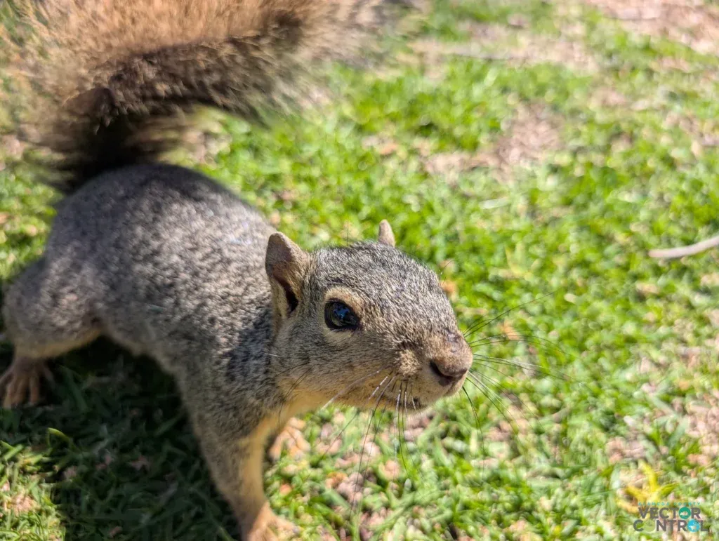 Tree squirrel on grass lawn
