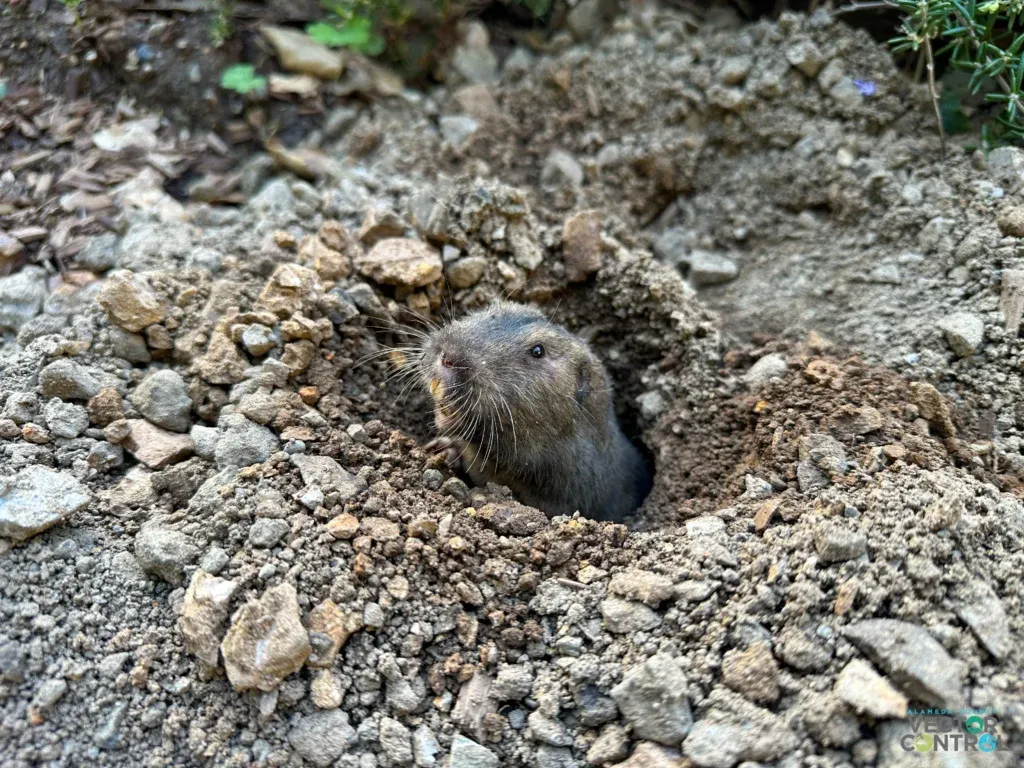 Gopher inside burrow