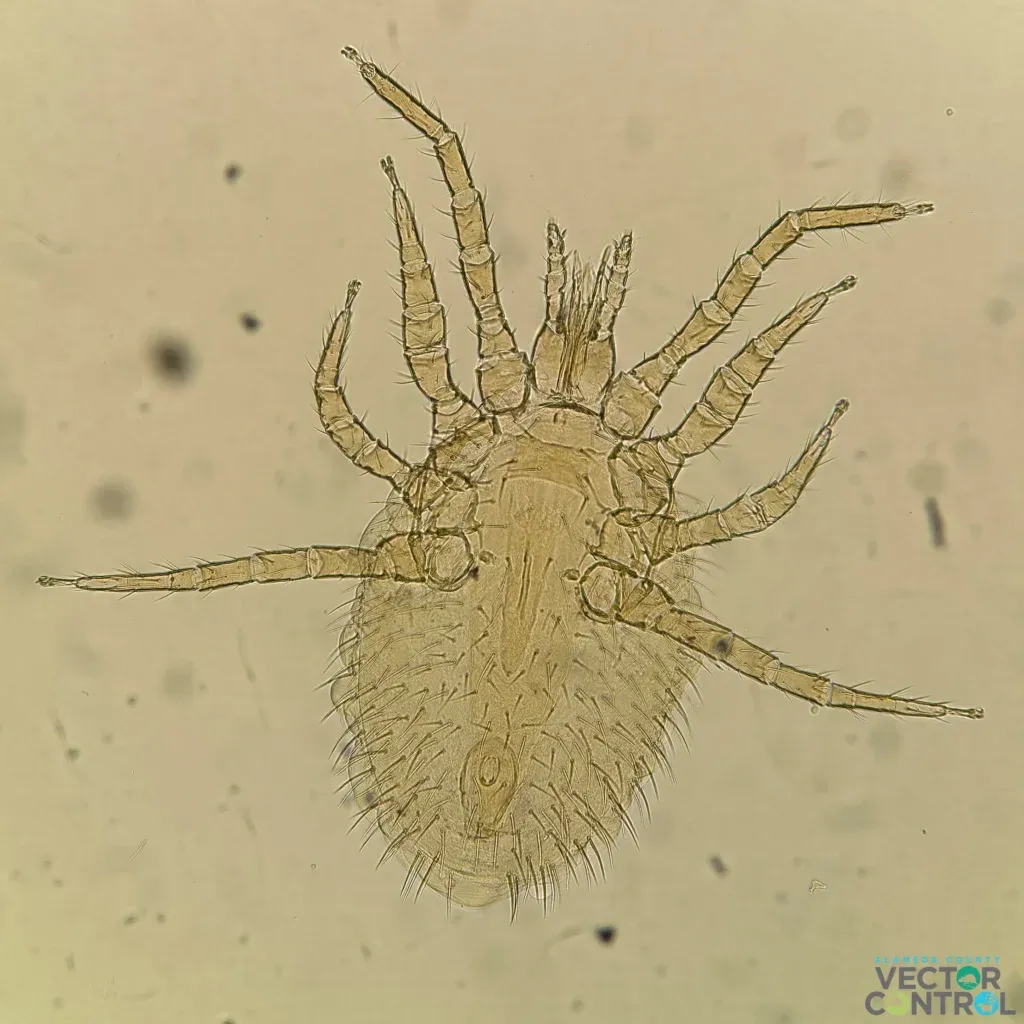 Tropical Rat Mite