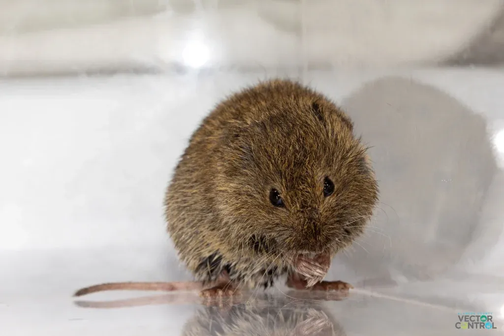Vole inside lab