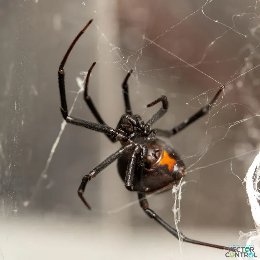 Black widow on web