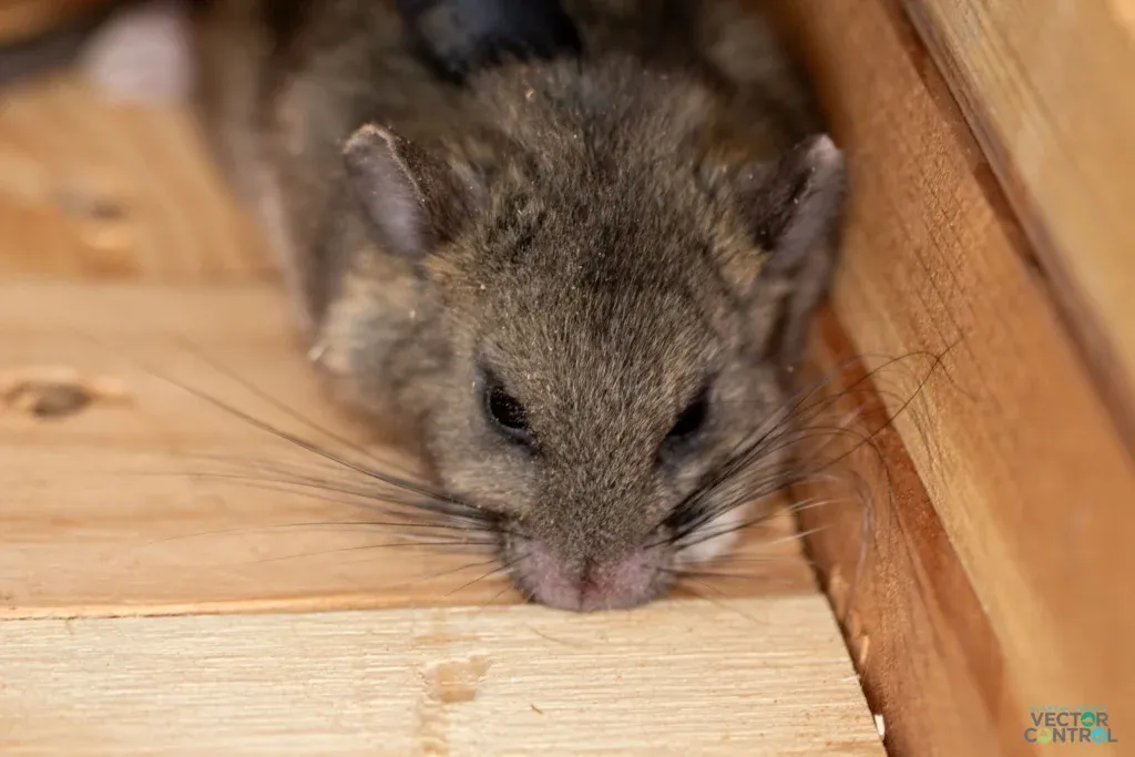 Wood rat resting in wooden box