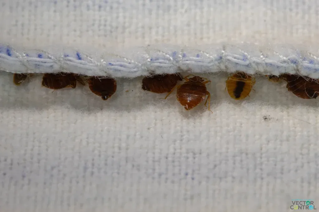 Bedbug in seam of mattress