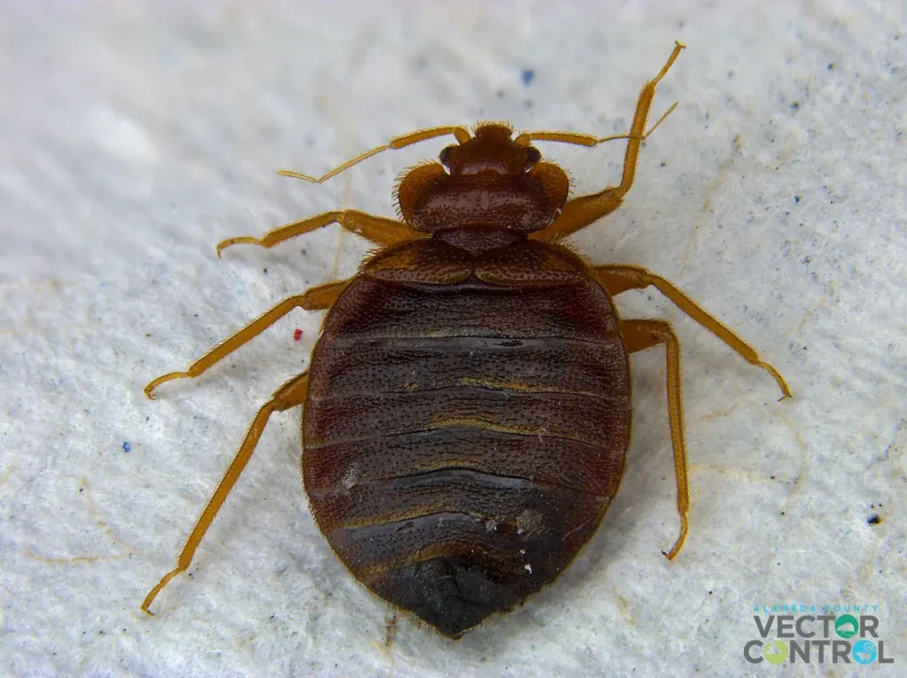 Up close of bedbug
