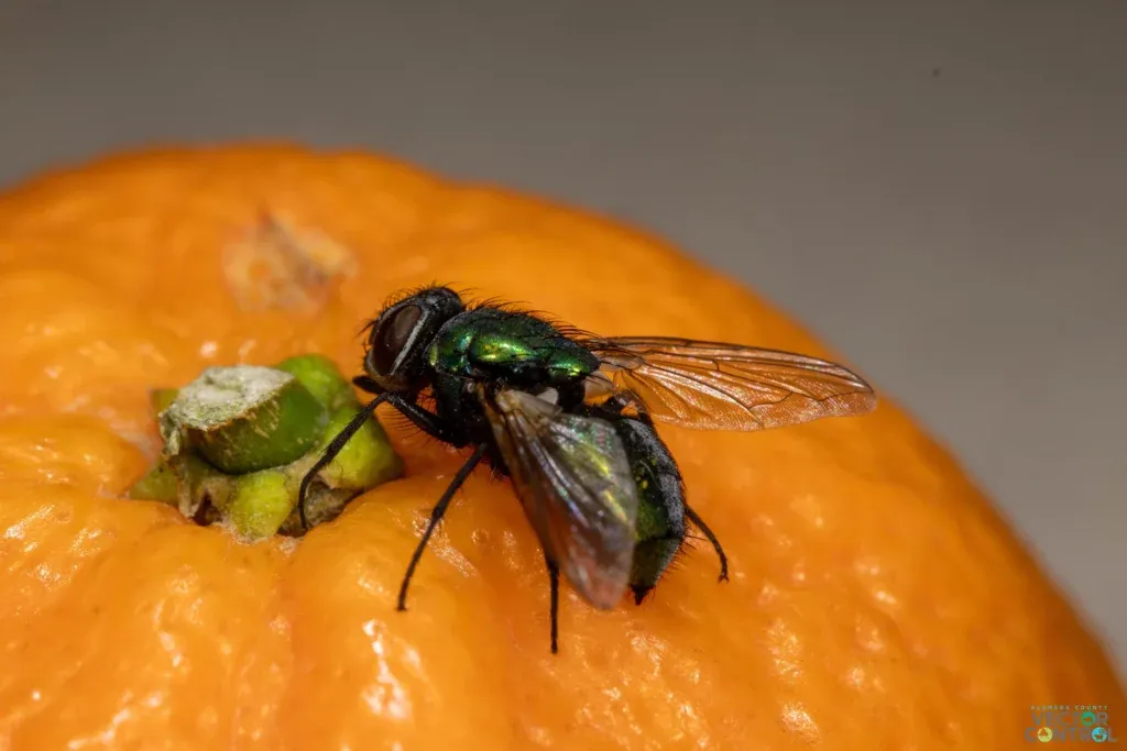Blow fly on fruit
