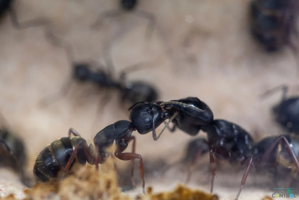 Carpenter ants on wood
