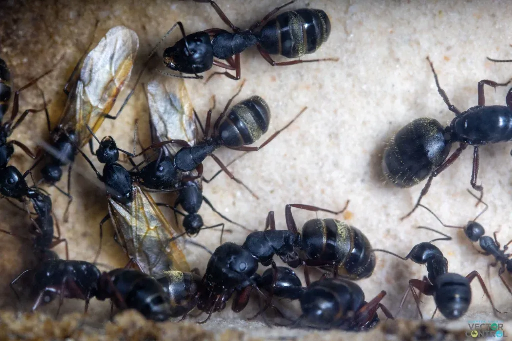 Carpenter ants on wood