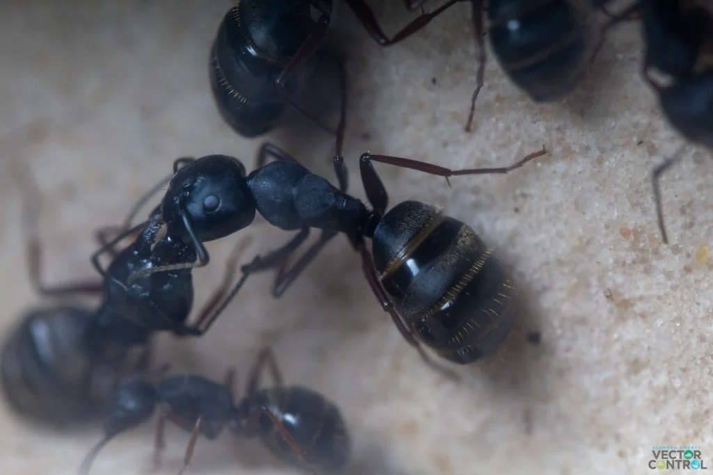 Carpenter ant on sand