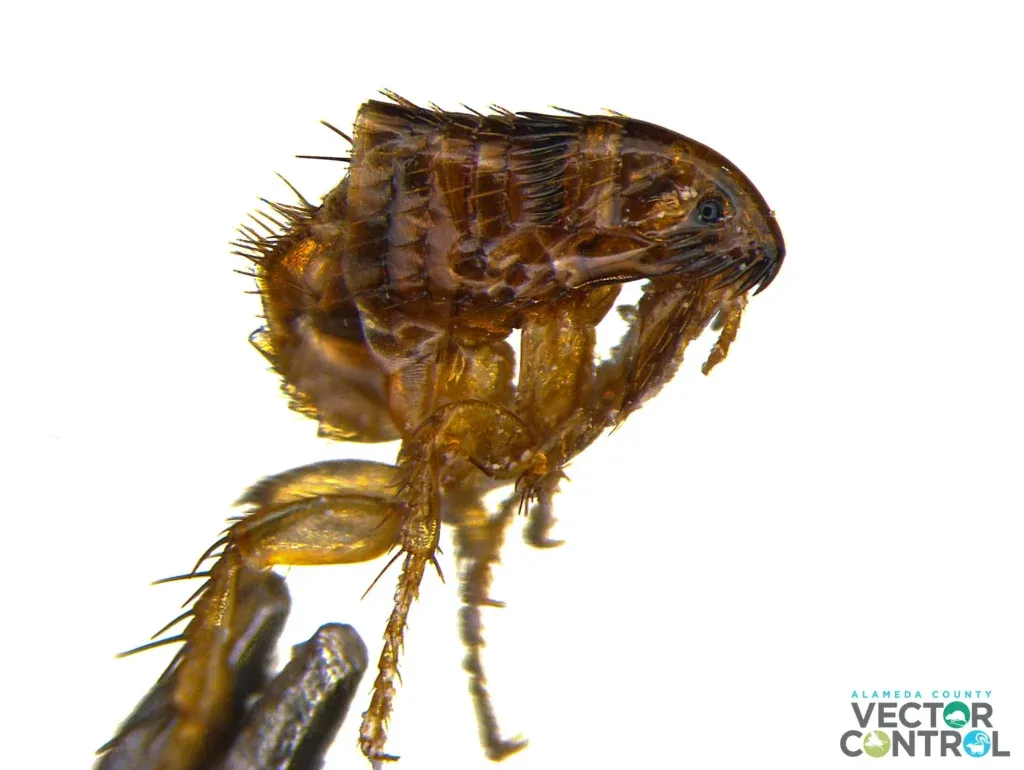 Detailed image of flea