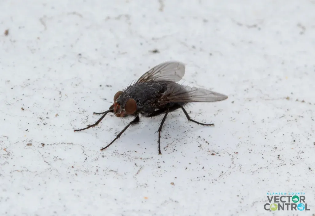 Blow fly on surface