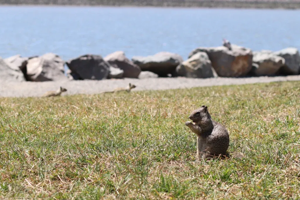 Ground squirrel eats near water