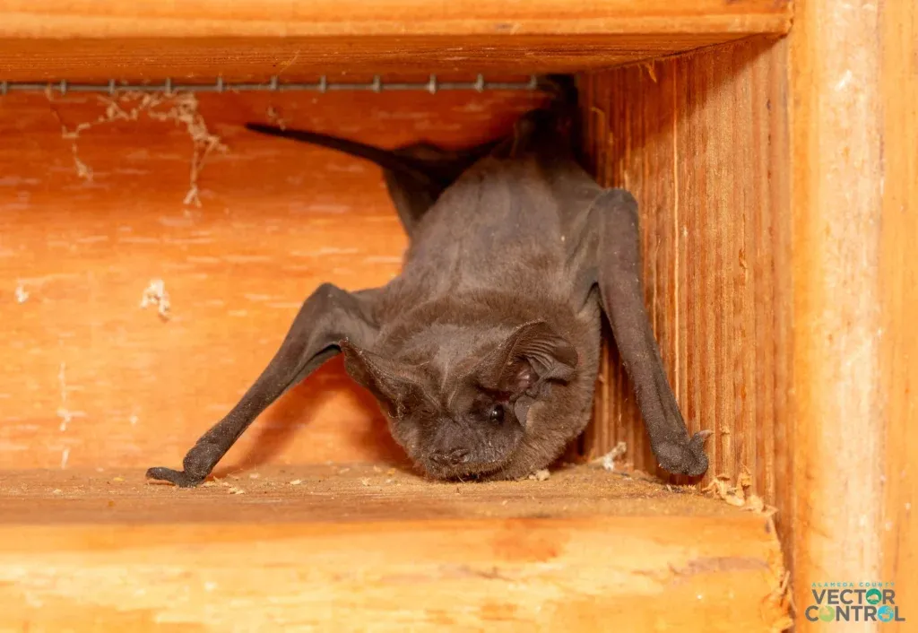 Close up of a Mexican Free Tail bat in the corner of a home