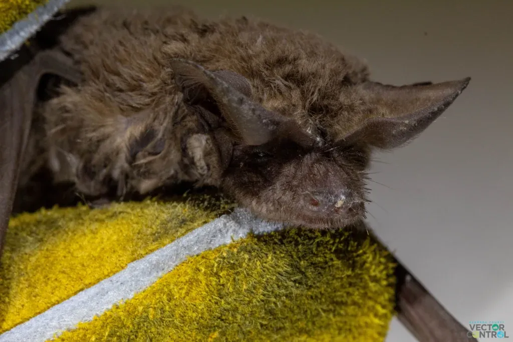 Close up of the face of a Mexican Free Tail bat