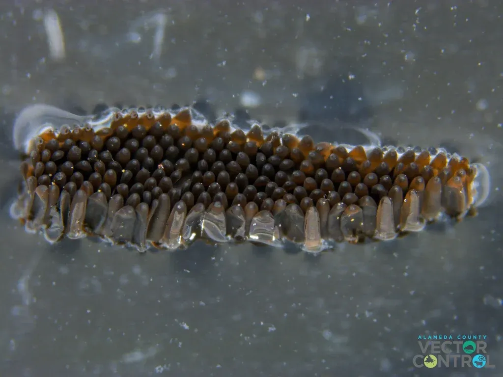 Mosquito eggs on water