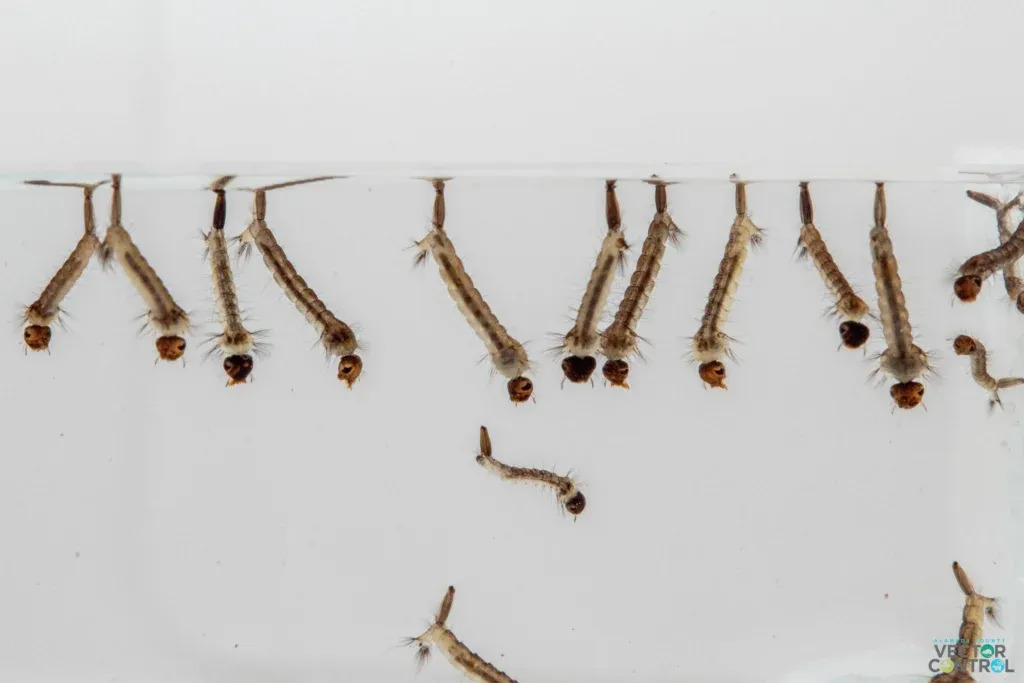 Mosquito larva on water