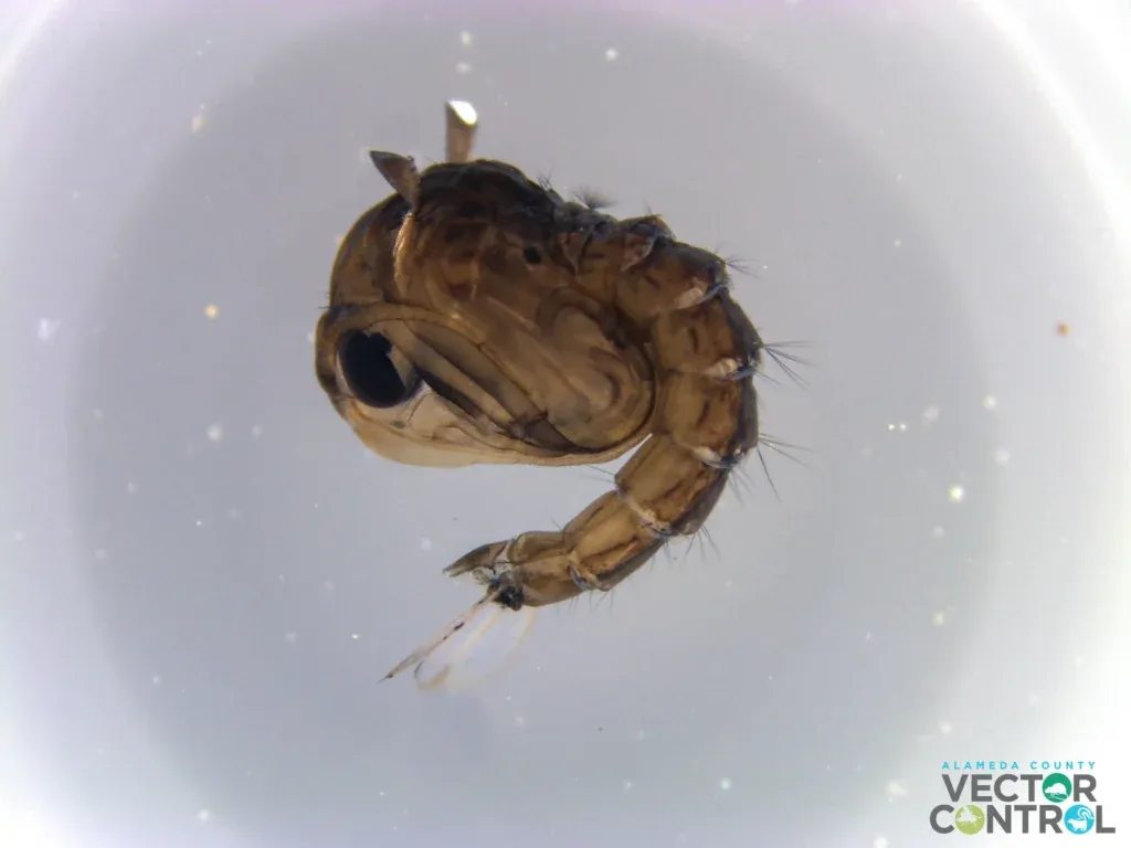 Mosquito pupa under a microscope