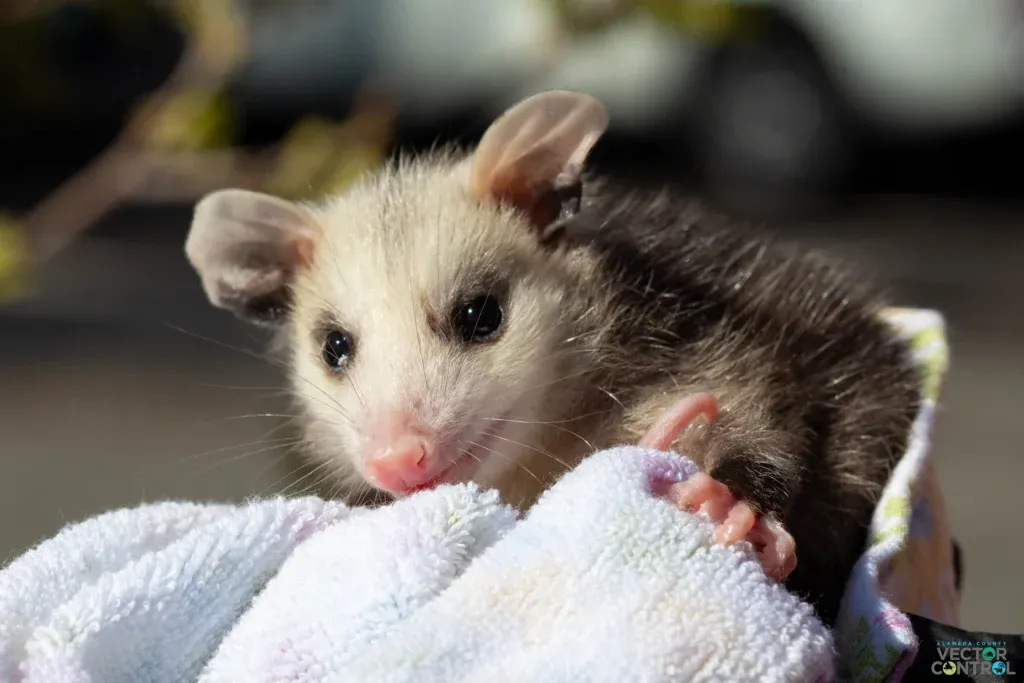 Close up of a baby opossum wrapped in a towel