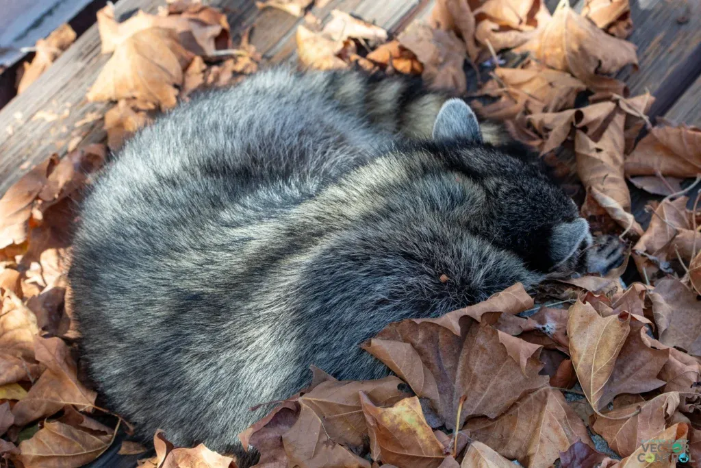Adult Raccoon curled sleeping in a pile of fallen leaves on a deck