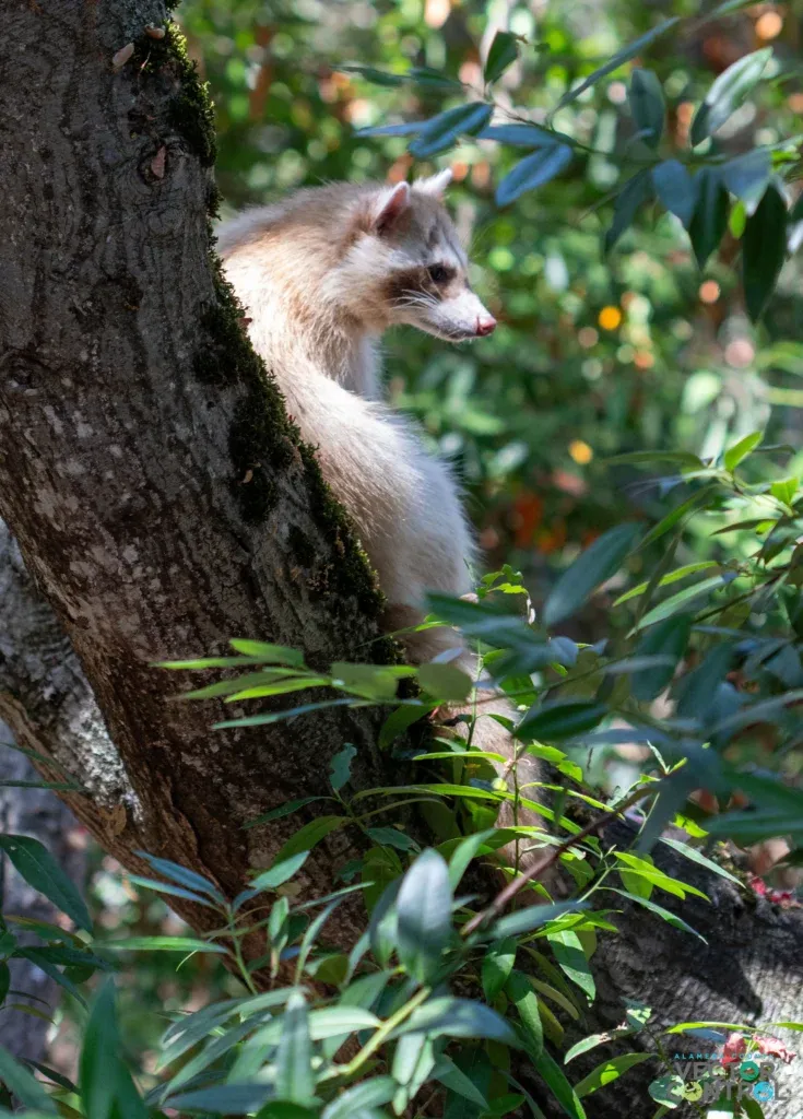 Profile of a Blonde raccoon on the branch of a tree