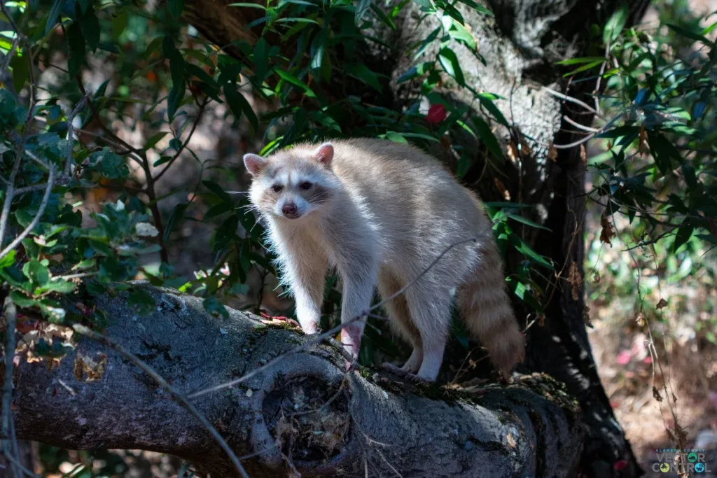 Blonde raccoon on the branch of a tree