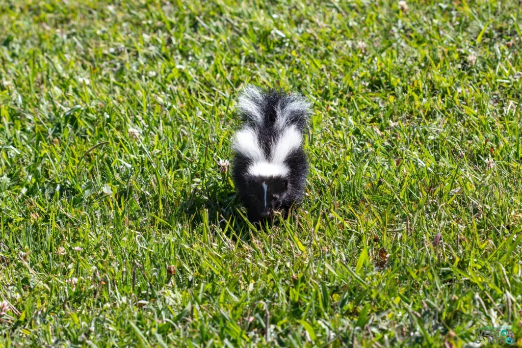 Baby skunk walking in a grass lawn