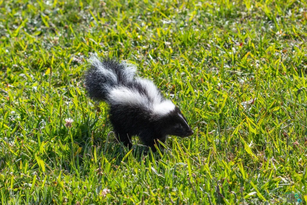 Baby skunk walking in a grass lawn