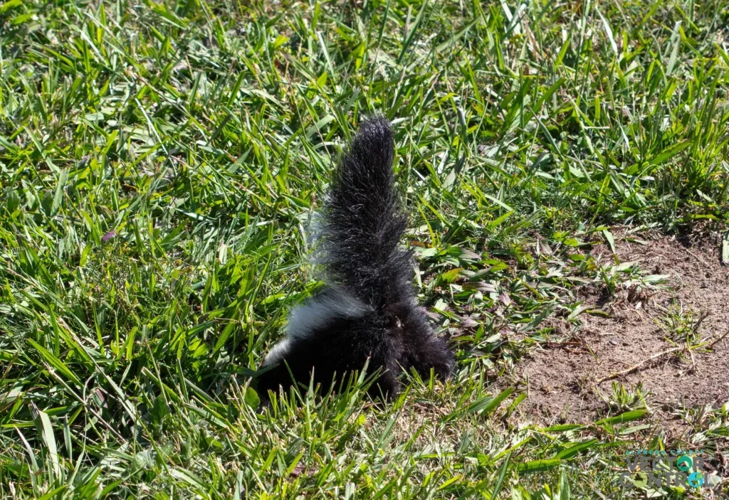 Backside and tail of a baby skunk preparing to spray.
