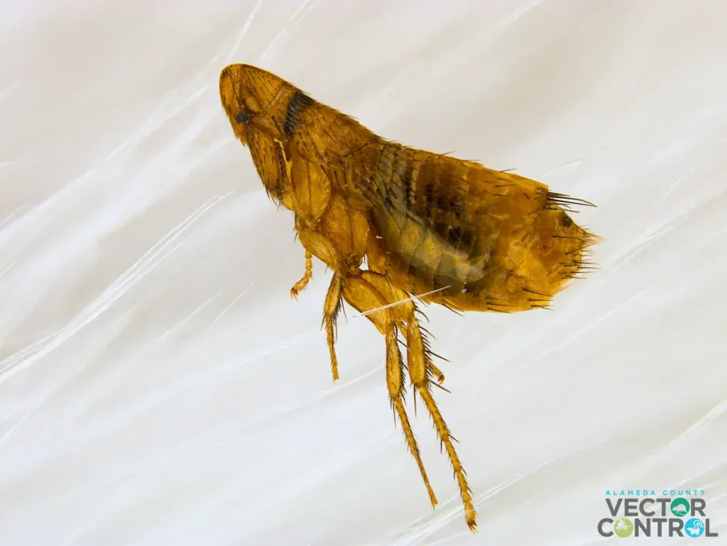 Detailed image of flea on animal fur