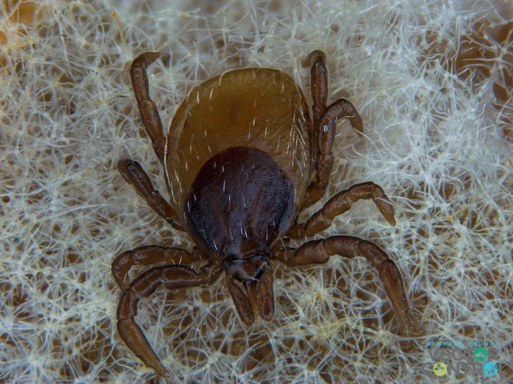 Female adult Ixodes pacificus tick