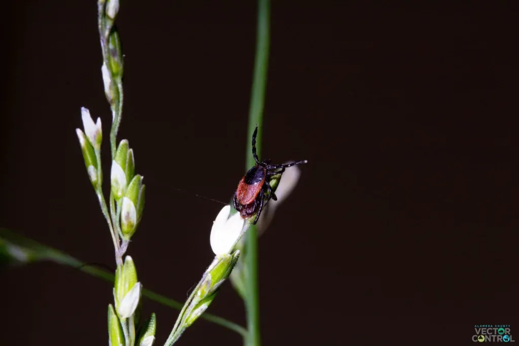 Female adult Ixodes pacificus tick questing on a tall blade of grass