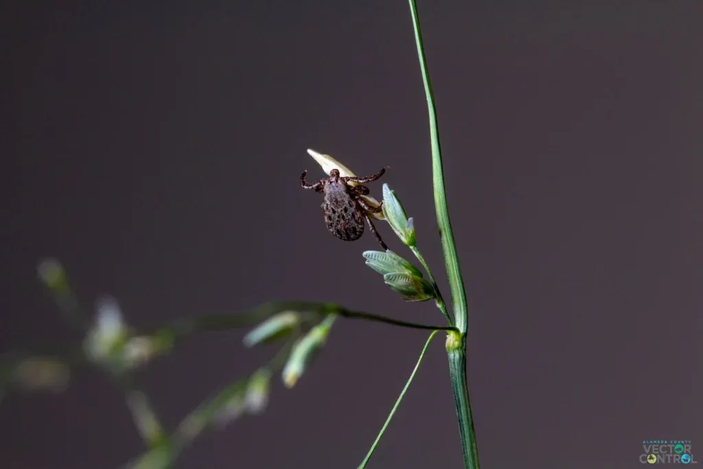 Female Dermacentor tick questing on a blade of tall grass